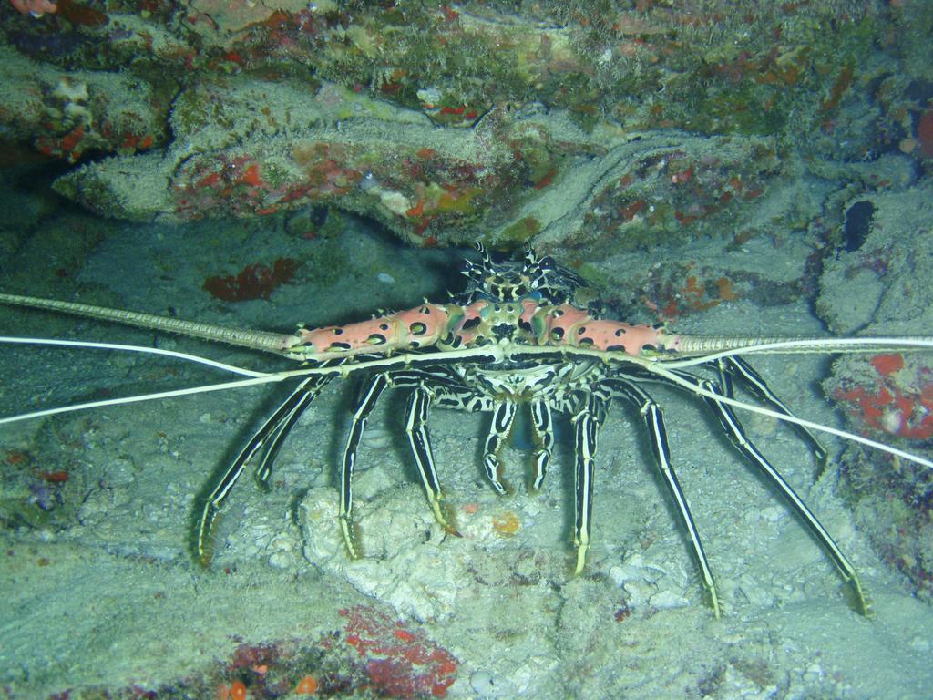 Shamar Guesthouse & Dive Maamigili Buitenkant foto