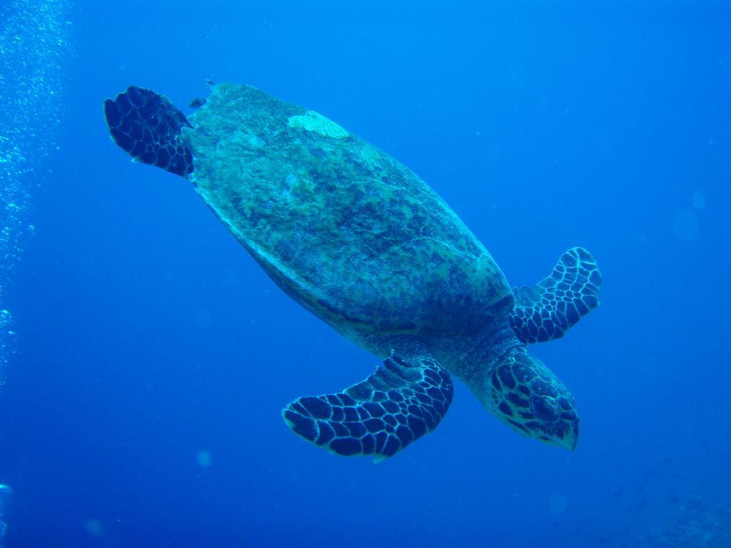 Shamar Guesthouse & Dive Maamigili Buitenkant foto