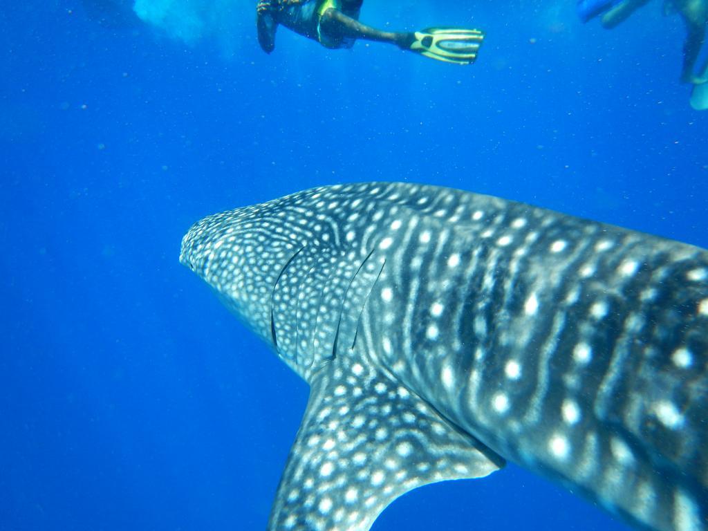 Shamar Guesthouse & Dive Maamigili Buitenkant foto