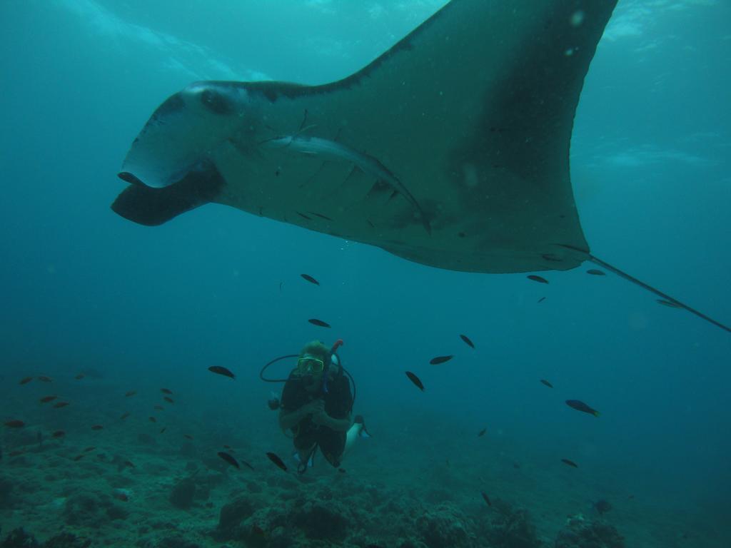 Shamar Guesthouse & Dive Maamigili Buitenkant foto