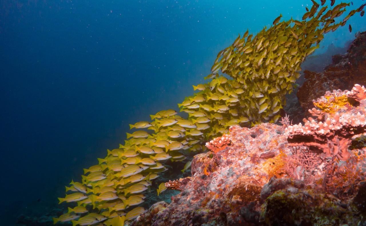 Shamar Guesthouse & Dive Maamigili Buitenkant foto