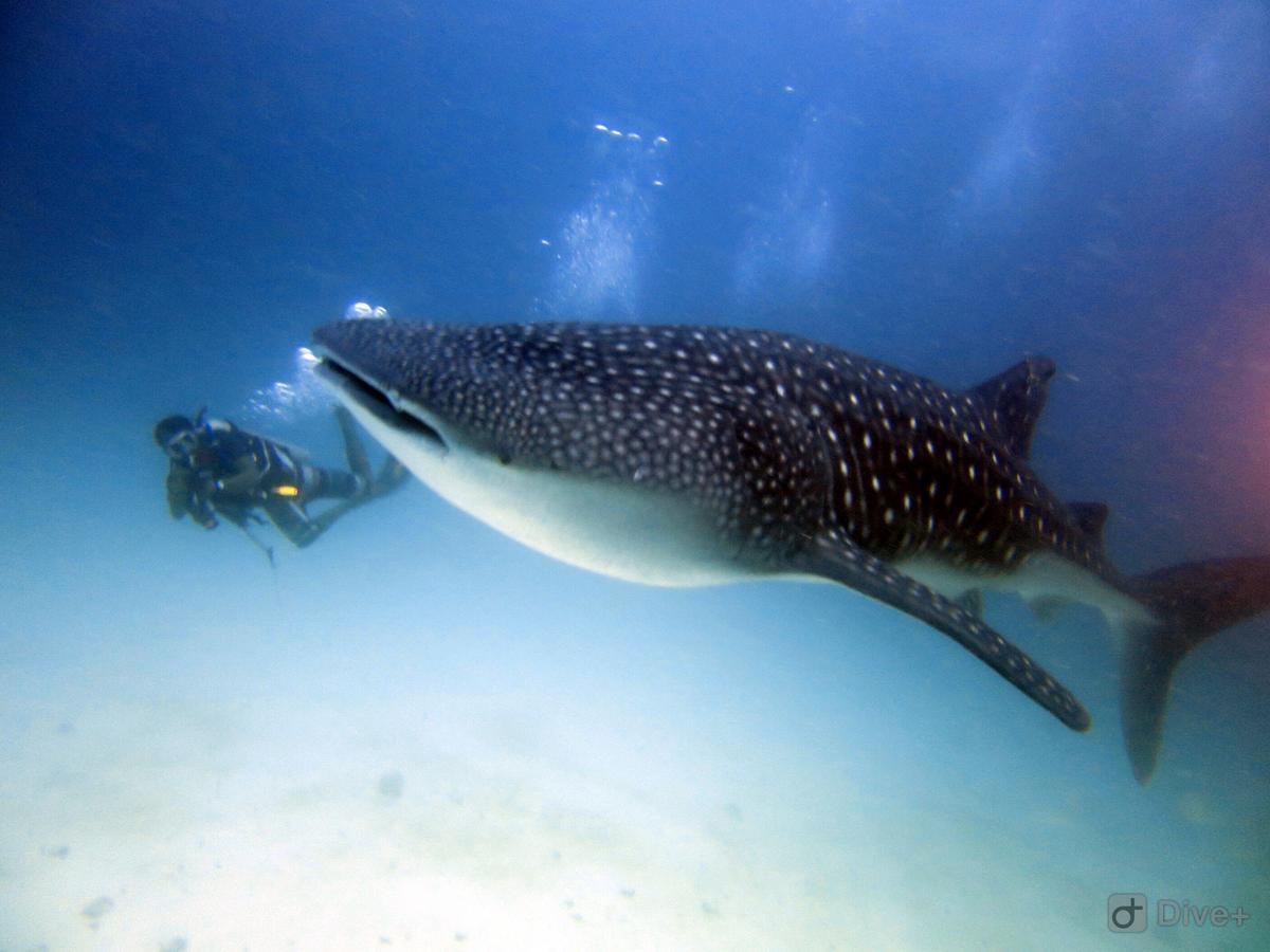 Shamar Guesthouse & Dive Maamigili Buitenkant foto
